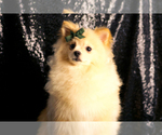 Small #7 Pomeranian