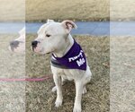 Small #3 American Bulldog-Staffordshire Bull Terrier Mix