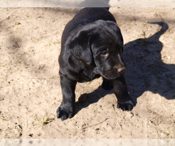Medium Photo #10 Labrador Retriever Puppy For Sale in NORTON SHORES, MI, USA
