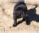 Small Photo #10 Labrador Retriever Puppy For Sale in NORTON SHORES, MI, USA