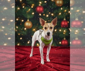 Jack Russell Terrier Dogs for adoption in Sanderson, FL, USA