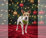 Alvin - Male Jack Russell Terrier Dog for Adoption - Small photo