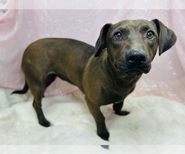 Medium Photo #1 Mutt Puppy For Sale in Clarkesville, GA, USA