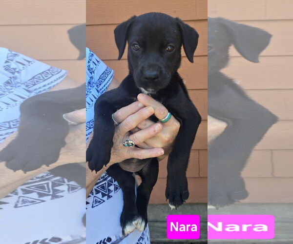 Medium Photo #1 Labrador Retriever-Unknown Mix Puppy For Sale in Alexander, AR, USA