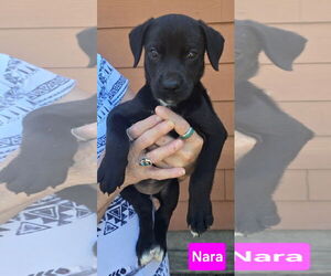 Labrador Retriever-Unknown Mix Dogs for adoption in Alexander, AR, USA