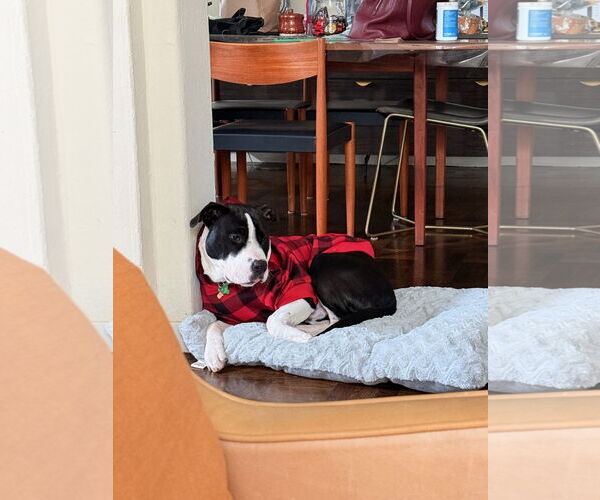 Medium Photo #4 American Pit Bull Terrier-Unknown Mix Puppy For Sale in Berkeley, CA, USA