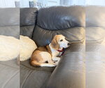 Small #9 Beagle