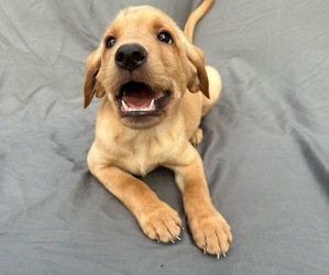 Medium Labrador Retriever