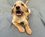 Puppy Dark yellow boy Labrador Retriever