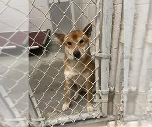 Shiba Inu-Unknown Mix Dogs for adoption in Rosenberg, TX, USA