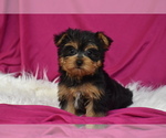 Small Yorkshire Terrier