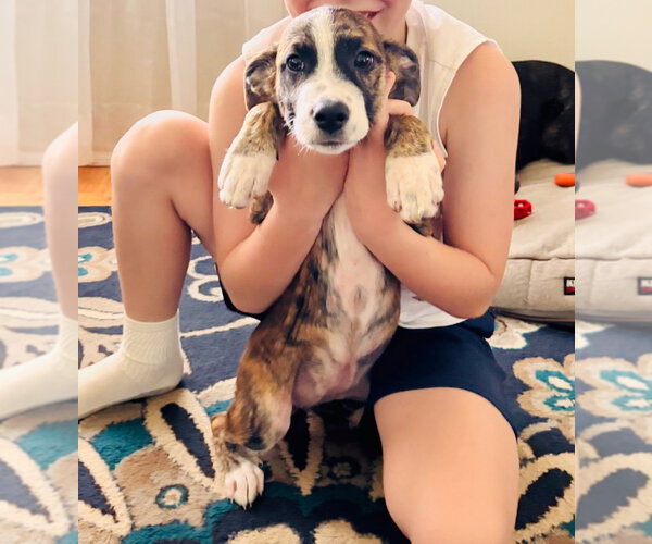 Medium Photo #5 Plott Hound-Unknown Mix Puppy For Sale in Claremore, OK, USA