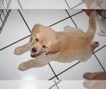 Small Photo #6 Golden Retriever Puppy For Sale in HIGH POINT, NC, USA