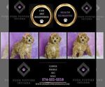 Small #3 Poodle (Miniature)