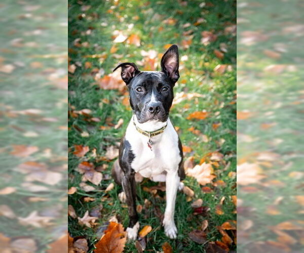 Medium Photo #10 Mutt Puppy For Sale in Alexandria, VA, USA