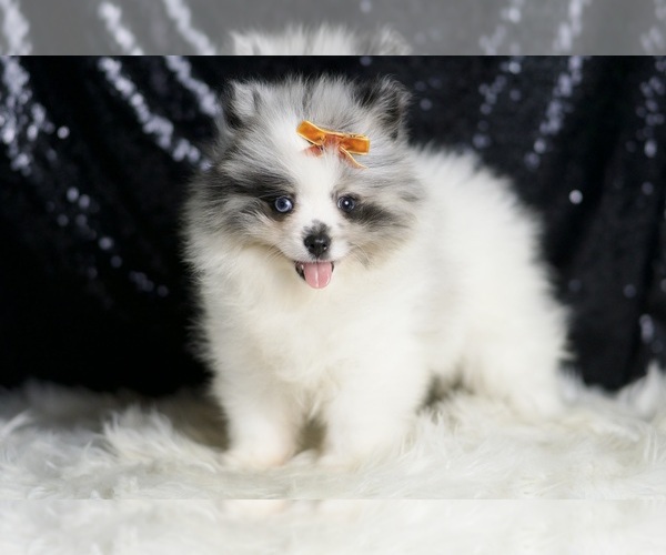 Medium Photo #3 Pomeranian Puppy For Sale in WARSAW, IN, USA