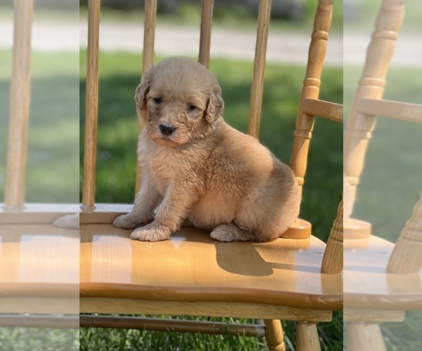 Medium Photo #4 Goldendoodle Puppy For Sale in MARYVILLE, MO, USA