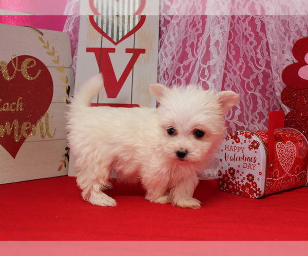 Medium Photo #16 Maltese Puppy For Sale in CHANUTE, KS, USA