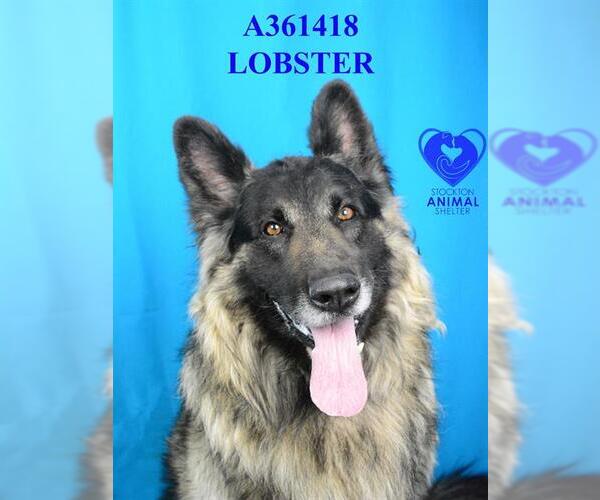 Medium Photo #2 German Shepherd Dog-Unknown Mix Puppy For Sale in Stockton, CA, USA