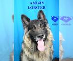 Small #1 German Shepherd Dog Mix