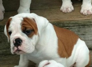 English Bulldog Puppy for sale in ASHLAND, OH, USA
