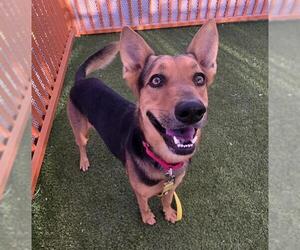 German Shepherd Dog-Unknown Mix Dogs for adoption in Las Vegas, NV, USA