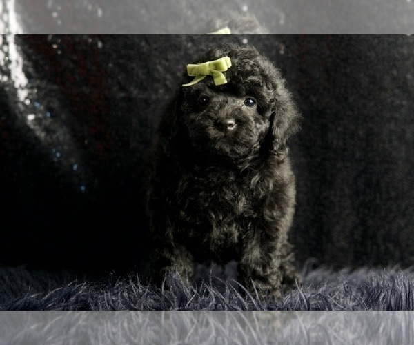 Medium Photo #3 Poodle (Miniature) Puppy For Sale in WARSAW, IN, USA