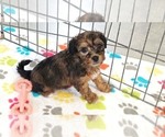 Image preview for Ad Listing. Nickname: Rex