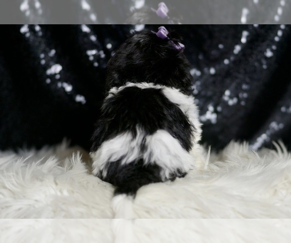 Medium Photo #5 Maltipoo Puppy For Sale in WARSAW, IN, USA