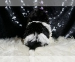 Small #4 Maltipoo
