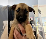 Small #1 Labrador Retriever Mix