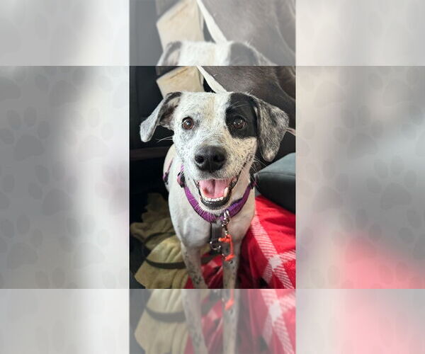 Medium Photo #1 Mutt Puppy For Sale in Weaverville, NC, USA