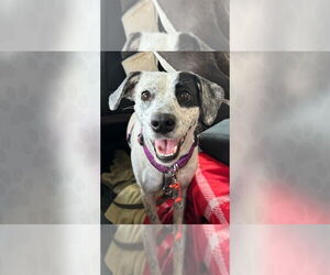 Mutt Dogs for adoption in Weaverville, NC, USA