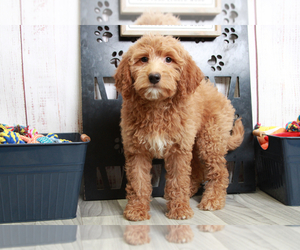 Goldendoodle (Miniature) Puppy for sale in MARIETTA, GA, USA