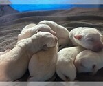 Puppy SIX GIRLS Labrador Retriever