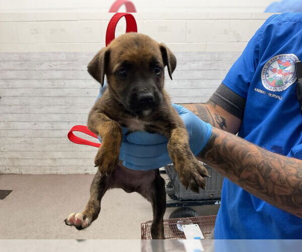 Medium Photo #1 Mutt Puppy For Sale in San Bernardino, CA, USA