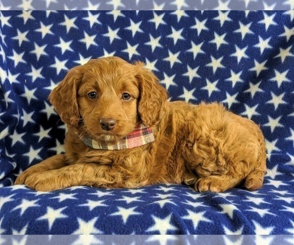 Medium Photo #4 Goldendoodle (Miniature) Puppy For Sale in NOTTINGHAM, PA, USA