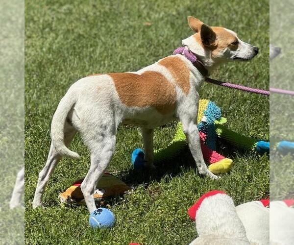 Medium Photo #2 Rat-Cha Puppy For Sale in Yardley, PA, USA