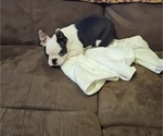 Small #2 Boston Terrier