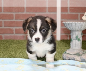 American Corgi Puppy for sale in PITTSBURG, KS, USA