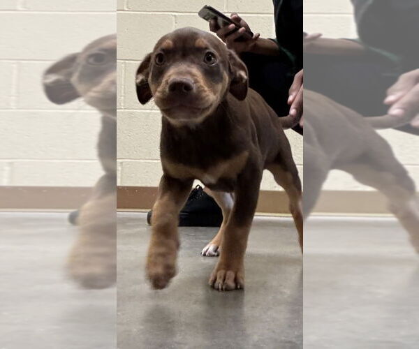 Medium Photo #1 Labrador Retriever-Unknown Mix Puppy For Sale in Texas City, TX, USA