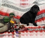 Small Photo #6 Labrador Retriever Puppy For Sale in MERIDEN, KS, USA
