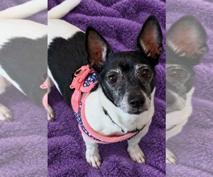 Rat Terrier-Unknown Mix Dogs for adoption in Clarkston, MI, USA