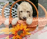 Small Photo #11 Goldendoodle-Poodle (Standard) Mix Puppy For Sale in LEICESTER, NC, USA