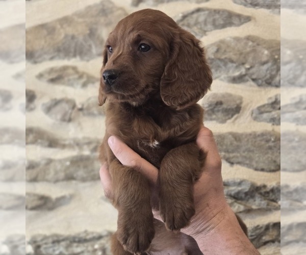 Medium Photo #2 Irish Doodle (Miniature) Puppy For Sale in NEW HOLLAND, PA, USA