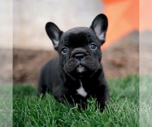 French Bulldog Puppy for sale in LANCASTER, PA, USA