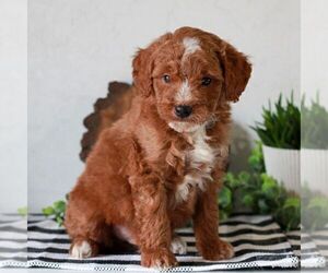 Goldendoodle (Miniature) Puppy for sale in LITITZ, PA, USA