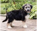 Small Mutt