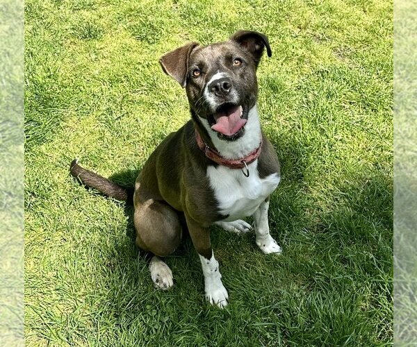 Medium Photo #6 Borador Puppy For Sale in Brewster, NY, USA