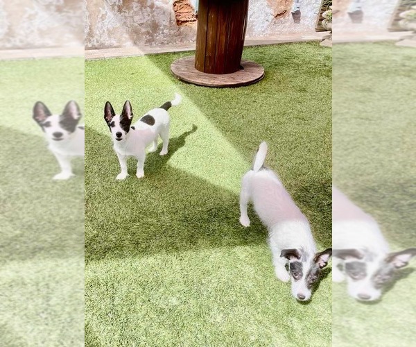 Medium Photo #8 Mutt Puppy For Sale in Escondido, CA, USA